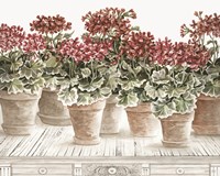 Potted Geranium Mix III Fine Art Print