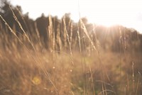 Bright Sun Haze II Fine Art Print