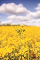 Field of Yellow III Fine Art Print