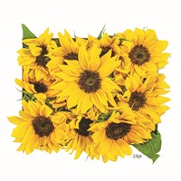 Sunflower Bouquet Fine Art Print