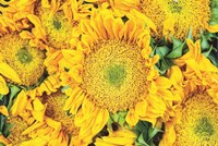 Sunflower Summer Fine Art Print