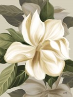 Magnolia Blossoms II Framed Print