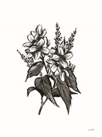 Pen and Ink Wildflower I Fine Art Print