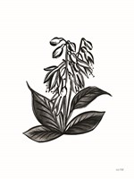 Pen and Ink Wildflower III Fine Art Print