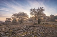 Spring Bushes at Sunrise Fine Art Print