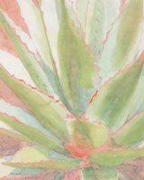 Succulent Bloom 1 Framed Print