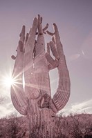 Dusty Desert Saguaro Fine Art Print