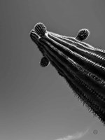 King II Fine Art Print