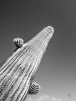 King I Fine Art Print