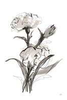 Carnation II Fine Art Print