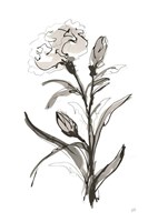 Carnation I Framed Print