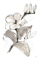 Magnolia II Fine Art Print