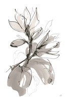 Magnolia I Framed Print