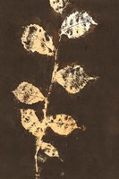 Pure Nature 4 Fine Art Print