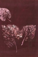 Pure Nature 5 Fine Art Print