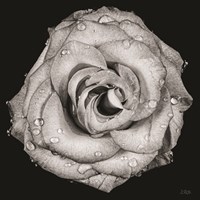 A Love Lost Fine Art Print