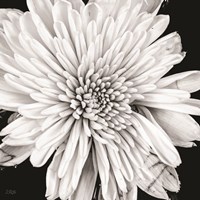 Black and White Love II Fine Art Print