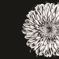 Black and White Love II Fine Art Print