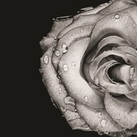 Lost Love Fine Art Print