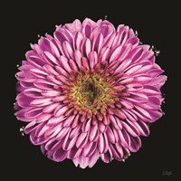 Purple Gradient Fine Art Print