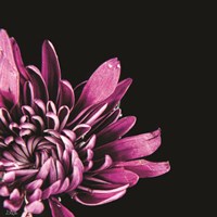 Love Intertwined I Fine Art Print