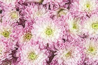 Pretty in Purple I Fine Art Print