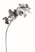 I Have an Inkling Fine Art Print