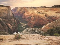 Zion Desert Life Fine Art Print