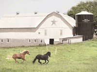 Afternoon Run on the Farm Fine Art Print