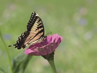 Butterfly Resting Spot I Fine Art Print