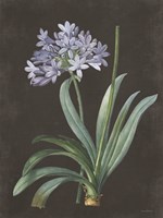 Bulb Study Fine Art Print