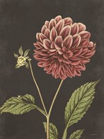 Dahlia Fine Art Print