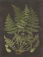 Fern Study Fine Art Print