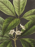 Grand Leaves Fine Art Print