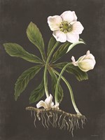 Hellebore Fine Art Print