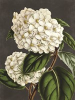 Hydrangea Fine Art Print