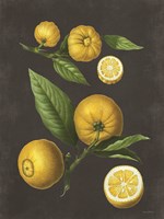 Lemon Citrus Fine Art Print