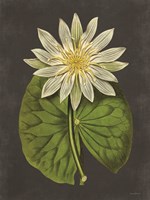 Lily Fine Art Print