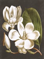 Magnolia Fine Art Print