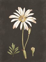 Naturalist Bloom Study Fine Art Print