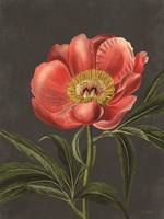 Peony Fine Art Print