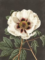 Vintage Rose Fine Art Print