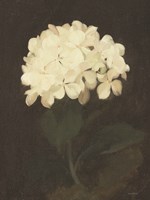 Vintage White Hydrangea Fine Art Print