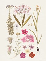 Vintage Bloom Study Fine Art Print