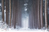 Polar Winter Fine Art Print