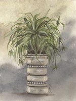 Spider Plant in Pottery Fine Art Print