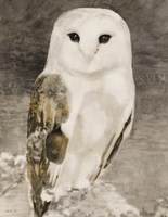 Snowy Owl 1 Framed Print