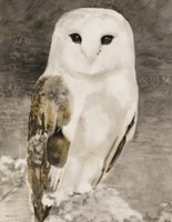 Snowy Owl 1 Fine Art Print