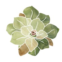 Succulent Cameo XVI Fine Art Print