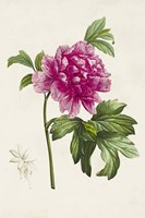 Pretty Pink Botanicals I Framed Print